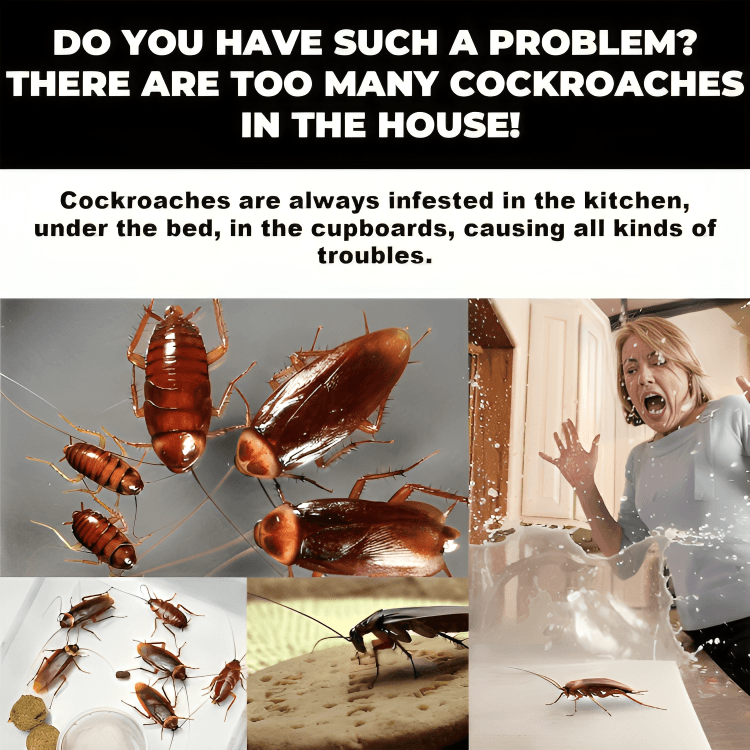 Frendorf |  (3x (8 Stück) | Super-Schabenfalle