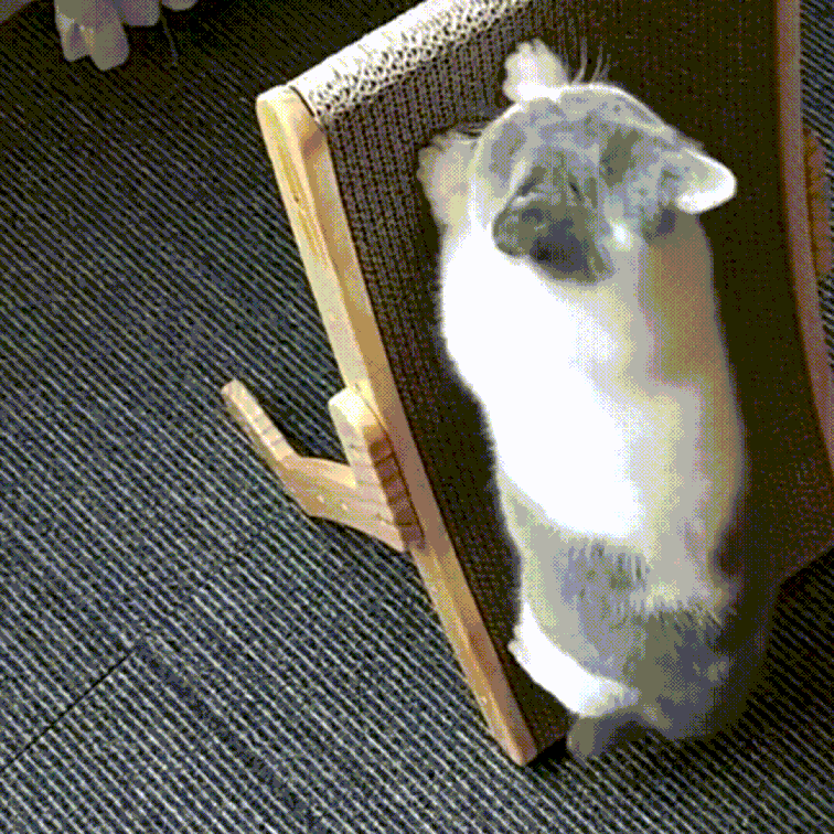 Frendorf |  Purrfect Haven Katzenliege