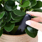 Frendorf | GrowSense Intelligenter Pflanzensensor | Smarter Wasserstandsanzeiger & Pflanzengesundheitsmesser