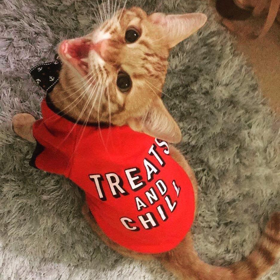 Frendorf | "Treats And Chill" Hund & Katze T-Shirt