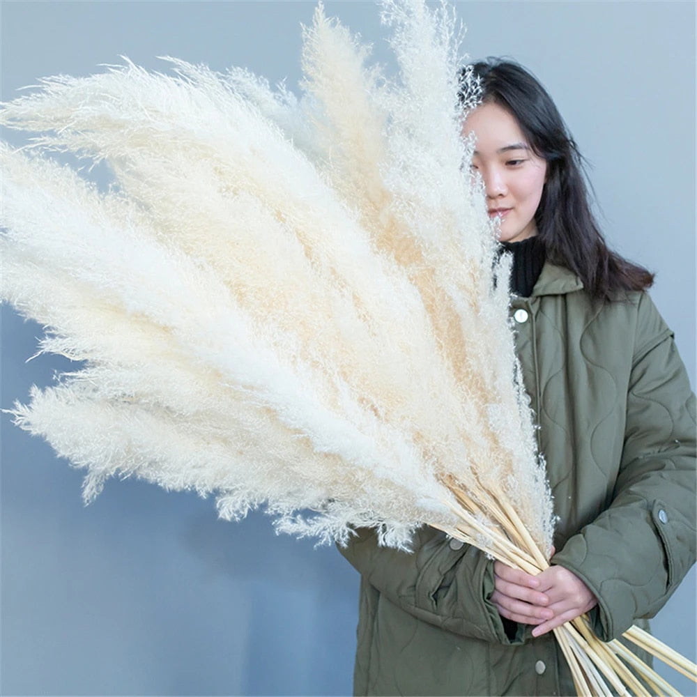 Pampas Getrocknete Blumen