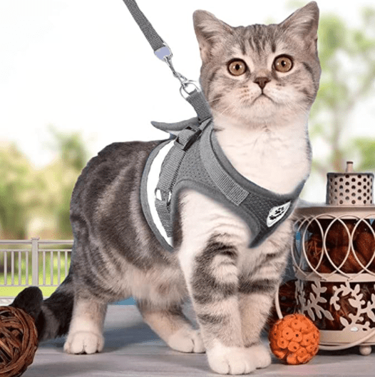 Frendorf | ADVENTURE HARNESS – Ausbruchsicheres Katzengeschirr mit Leine & reflektierenden Elementen