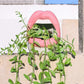 Lips Blumen Topf