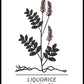 Lakritz