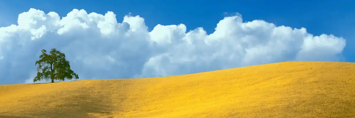 Frendorf | Lone Oak Tree At Hillside In Paso Robles Wandkunst