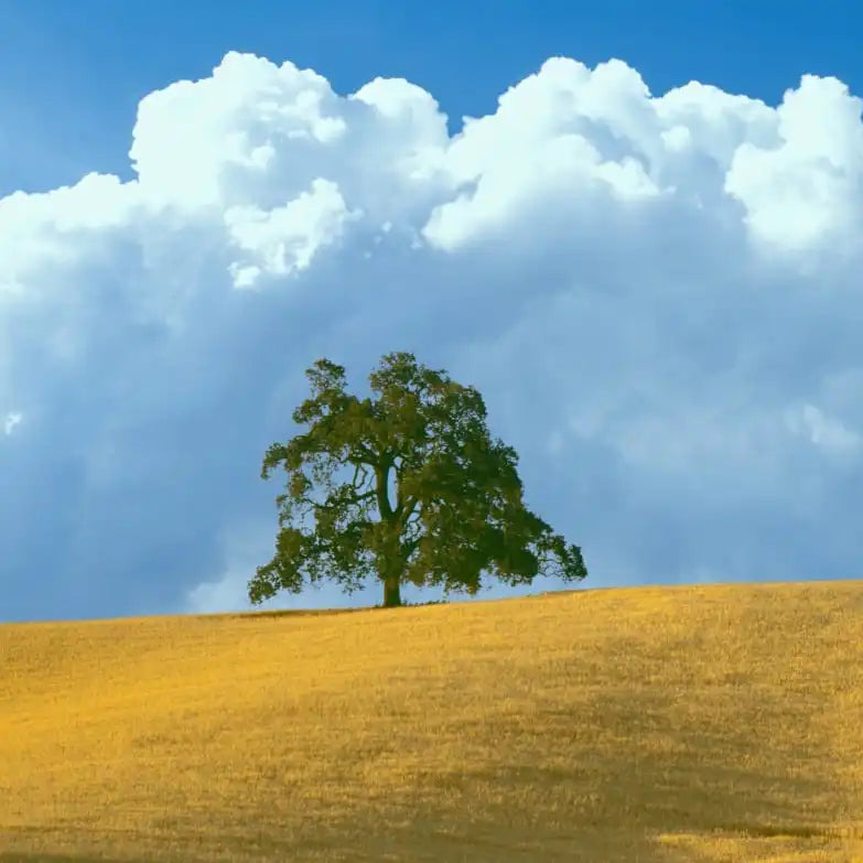 Frendorf | Lone Oak Tree At Hillside In Paso Robles Wandkunst