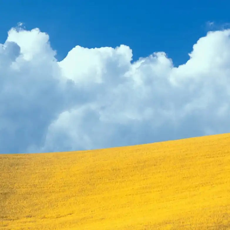Frendorf | Lone Oak Tree At Hillside In Paso Robles Wandkunst