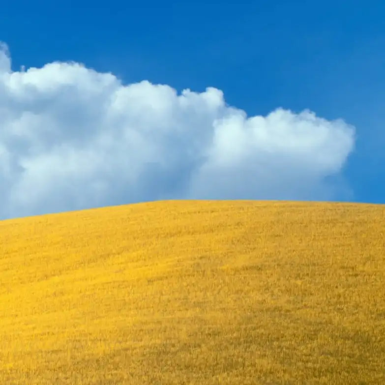 Frendorf | Lone Oak Tree At Hillside In Paso Robles Wandkunst