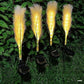 Frendorf | SolaraGlow Fiber Reed Solar Außenleuchte | Solar Gartenlampe | Wetterfest | Dekorativ & Energiesparend