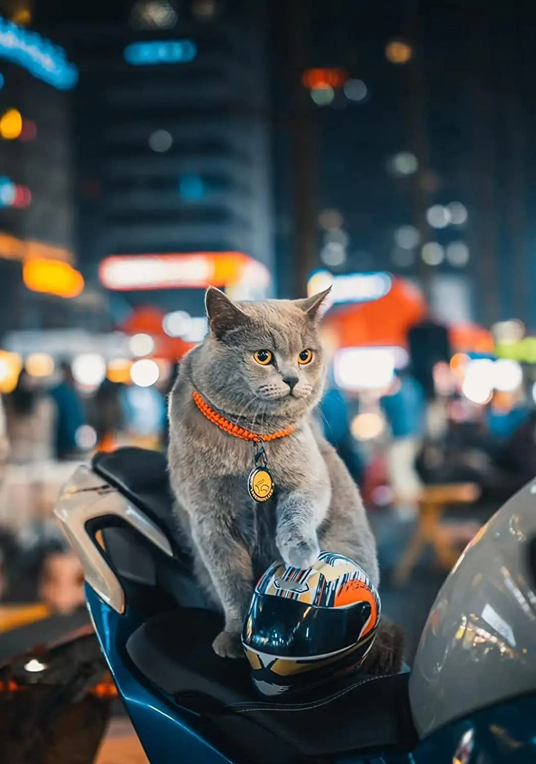 Frendorf | PetShield Motorradhelm für Haustiere | Sicherheit & Stil | Leicht & Robust | Für Hunde & Katzen