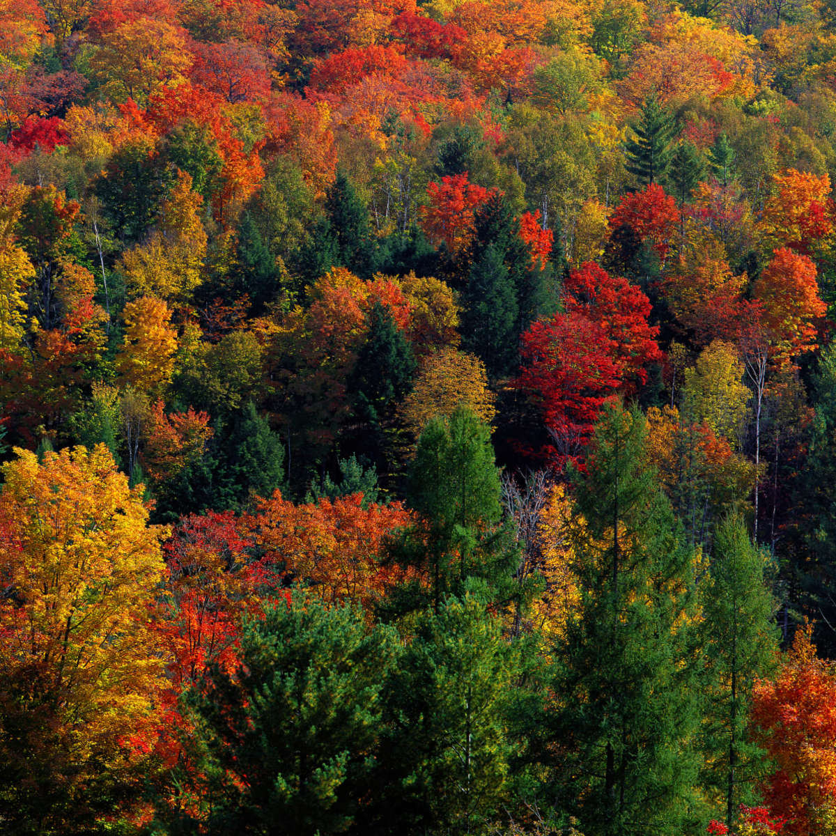 Frendorf | Herbstblätter in Vermont USA Wandkunst