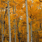 Frendorf | Quaking Aspens Dixie National Forest UT Wandkunst