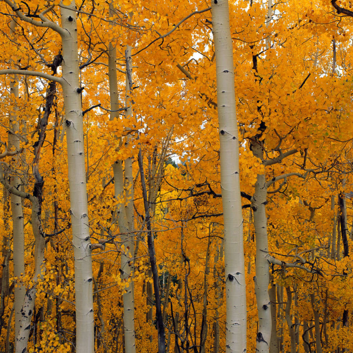 Frendorf | Quaking Aspens Dixie National Forest UT Wandkunst