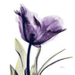 Frendorf | Royal Purple Parrot Tulpen Wandkunst
