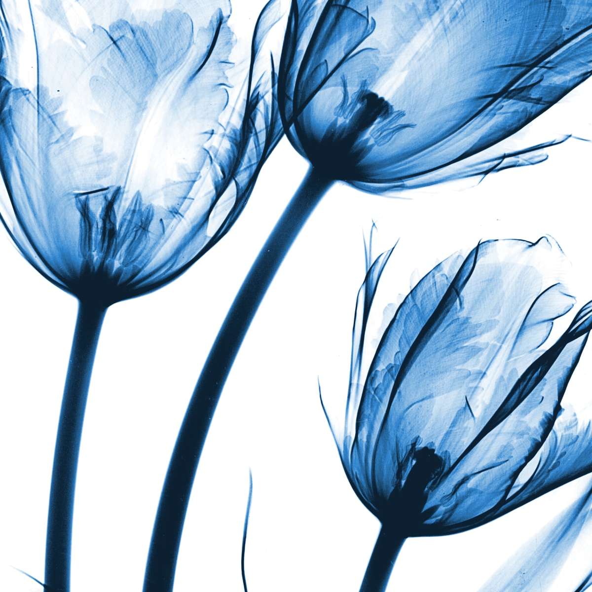 Frendorf | Drei Blaue Tulpen Wandkunst