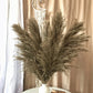 Pampas Getrocknete Blumen