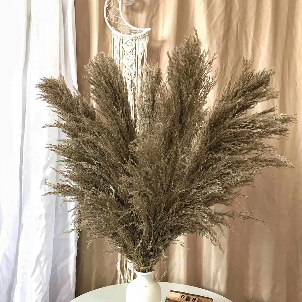 Pampas Getrocknete Blumen