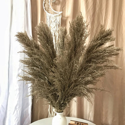 Pampas Getrocknete Blumen