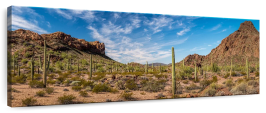 Frendorf | Organ Pipe Cactus Nationalpark in Arizona Wandkunst