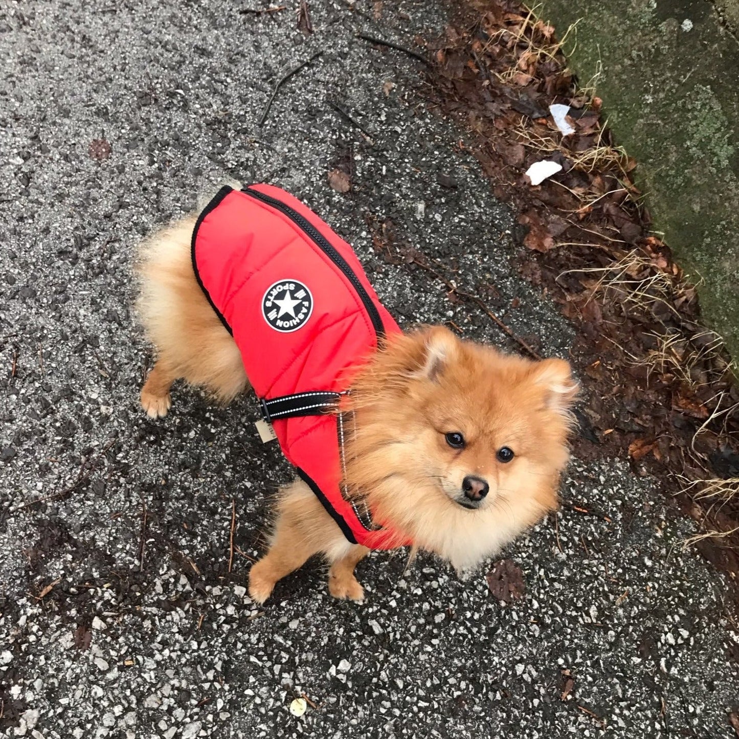 Frendorf | DoggyKönig 3 in 1 Jacket