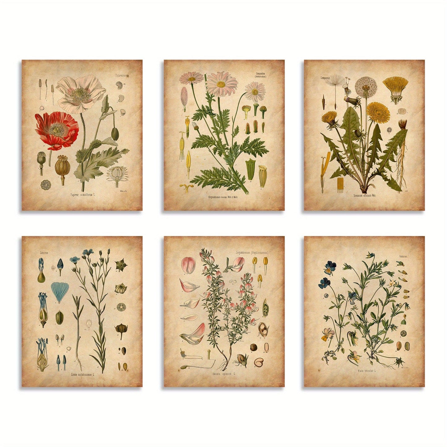 6 Stück Botanische Wandkunst Poster, Vintage Botanische Drucke, Vintage Poster, Drucke Wildblumen Drucke Florale Wandkunst, Für Wohnkultur / Wohnzimmer / Schlafzimmer / Büro / Hotel / Bar Dekoration, Ohne Rahmen