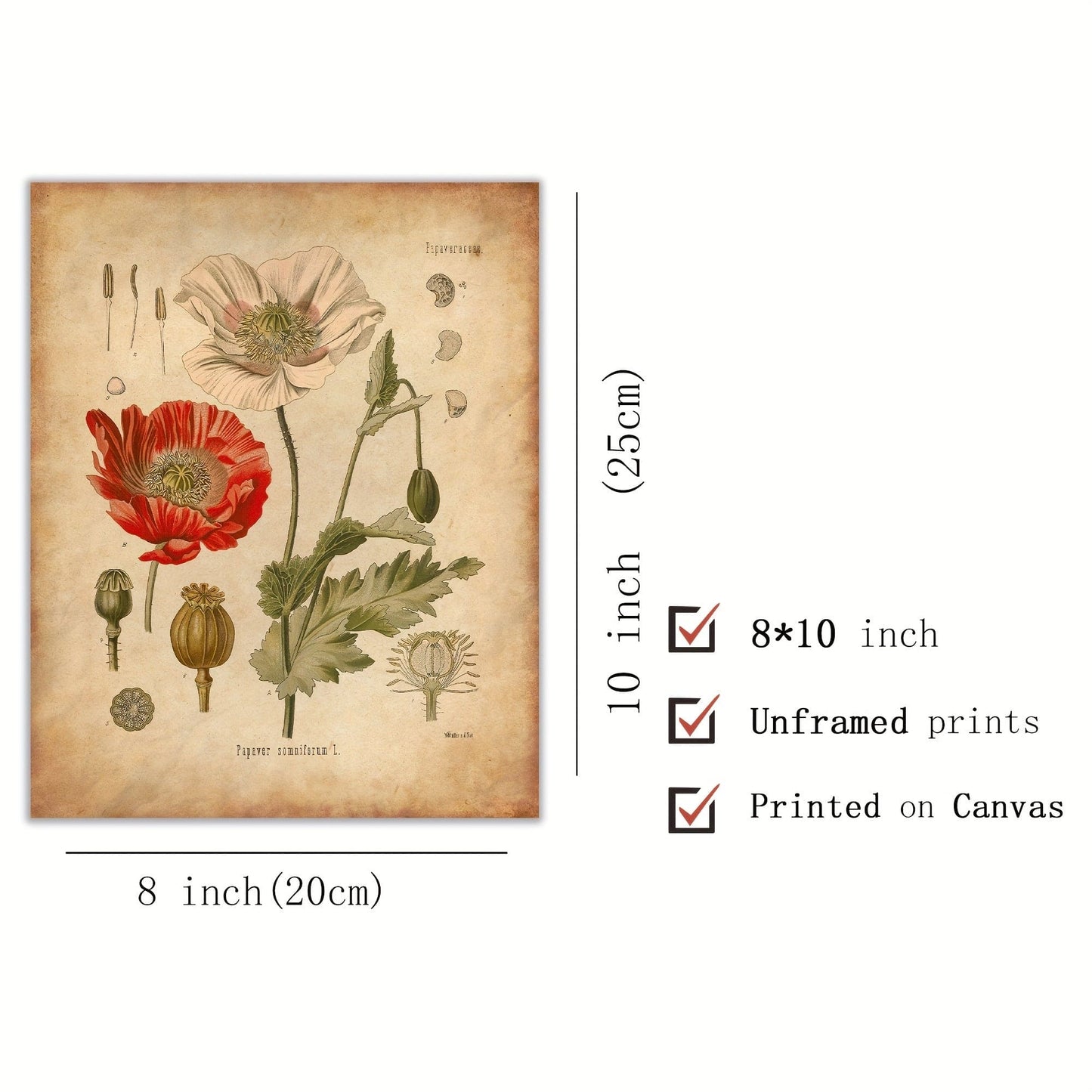 6 Stück Botanische Wandkunst Poster, Vintage Botanische Drucke, Vintage Poster, Drucke Wildblumen Drucke Florale Wandkunst, Für Wohnkultur / Wohnzimmer / Schlafzimmer / Büro / Hotel / Bar Dekoration, Ohne Rahmen