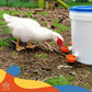 5 Packs, Große automatische Hühnertrinkbecher Hühnertränker geeignet für Küken, Enten, Gänse,Truthahn und Kaninchen Geflügeltränkerset (Orange)