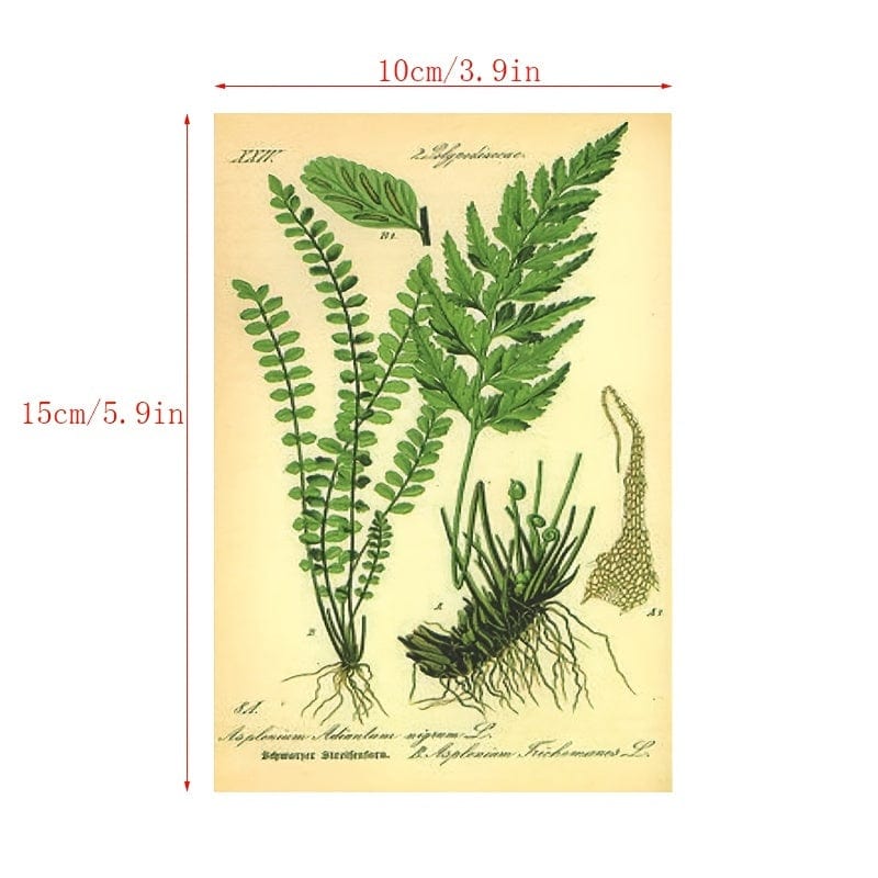 30 Stück/Set Bio-Postkarten Botanische Abteilung Wandaufkleber, Raumdekorationskarten, Schöne Karten, 9.91cm*14.99cm