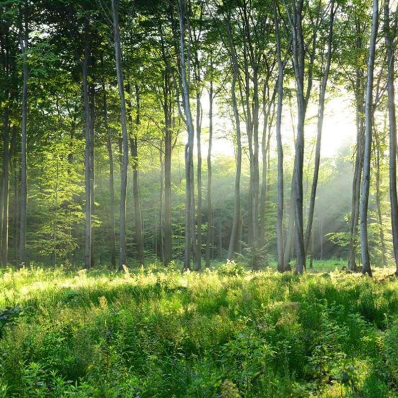 Benutzerdefinierte Fototapete 3D Grüner Wald Naturlandschaft Große Wandbilder Wohnzimmer Sofa Schlafzimmer Moderne Wandmalerei Wohnkultur