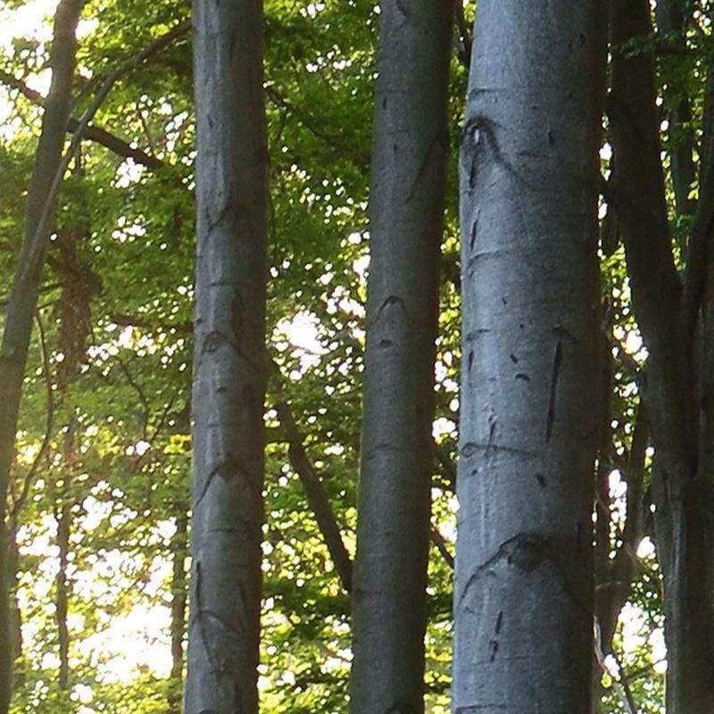 Benutzerdefinierte Fototapete 3D Grüner Wald Naturlandschaft Große Wandbilder Wohnzimmer Sofa Schlafzimmer Moderne Wandmalerei Wohnkultur