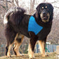 Große Hundebekleidung für Französische Bulldogge Winter Haustierbekleidung Mantel Ropa Perro Golden Retriever Labrador Hundebekleidung Jacke 2XL-7XL