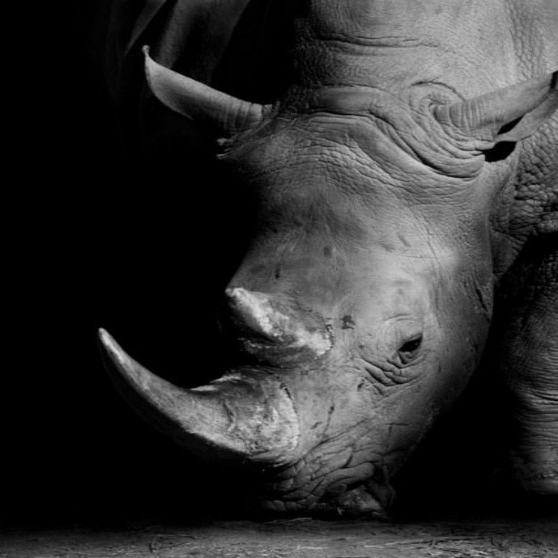 Natur Wildtiere Afrika Wildtiere Schwarz Weiß - Leinwand Wandkunst Malerei