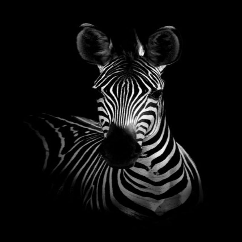 Natur Wildtiere Afrika Wildtiere Schwarz Weiß - Leinwand Wandkunst Malerei