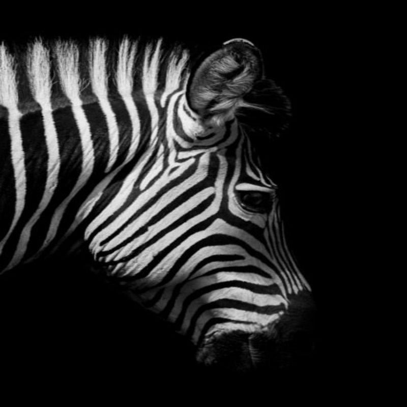 Natur Wildtiere Afrika Wildtiere Schwarz Weiß - Leinwand Wandkunst Malerei