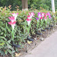 Frendorf | LilaGlowen - LED Lilien Gartenlichter | Solarbetrieben | Wetterfest | Stimmungsvolle Außenbeleuchtung