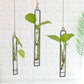 Frendorf | FloatTerrarium Hängendes Glas-Terrarium | Eisenhalterung | Modernes Design | Perfekt für Pflanzenvermehrung & Dekoration