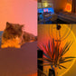 Frendorf | Sunset Lampe mit 4 Farben - GlowSphere