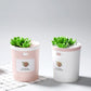 Frendorf | MistBloom Mini USB Luftbefeuchter mit Sukkulentendesign | Kompakt | Leise | Für Zuhause & Büro