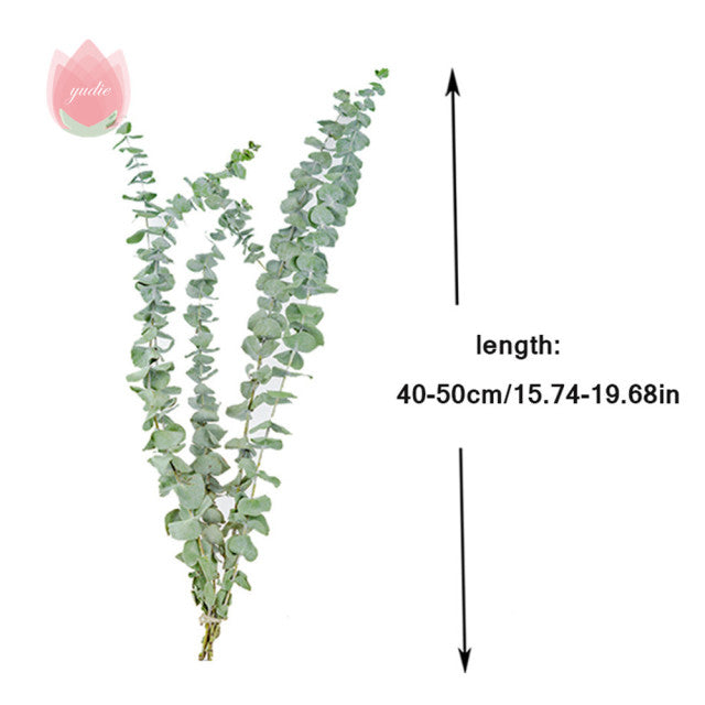 Natürliche Eukalyptusblätter, getrocknete Blumendekorationen