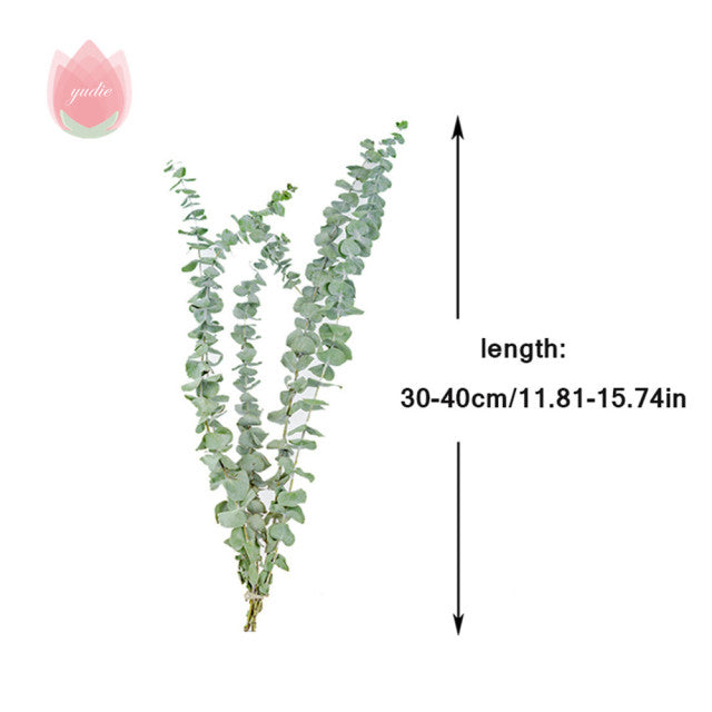 Natürliche Eukalyptusblätter, getrocknete Blumendekorationen