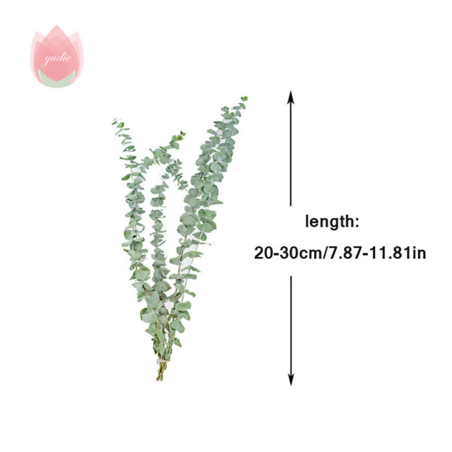 Natürliche Eukalyptusblätter, getrocknete Blumendekorationen