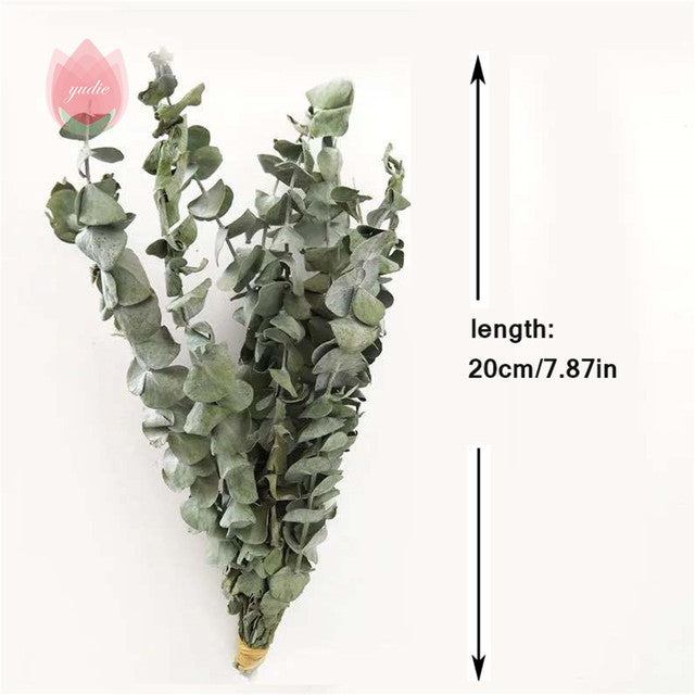 Natürliche Eukalyptusblätter, getrocknete Blumendekorationen