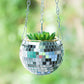 Disco Ball Pflanze