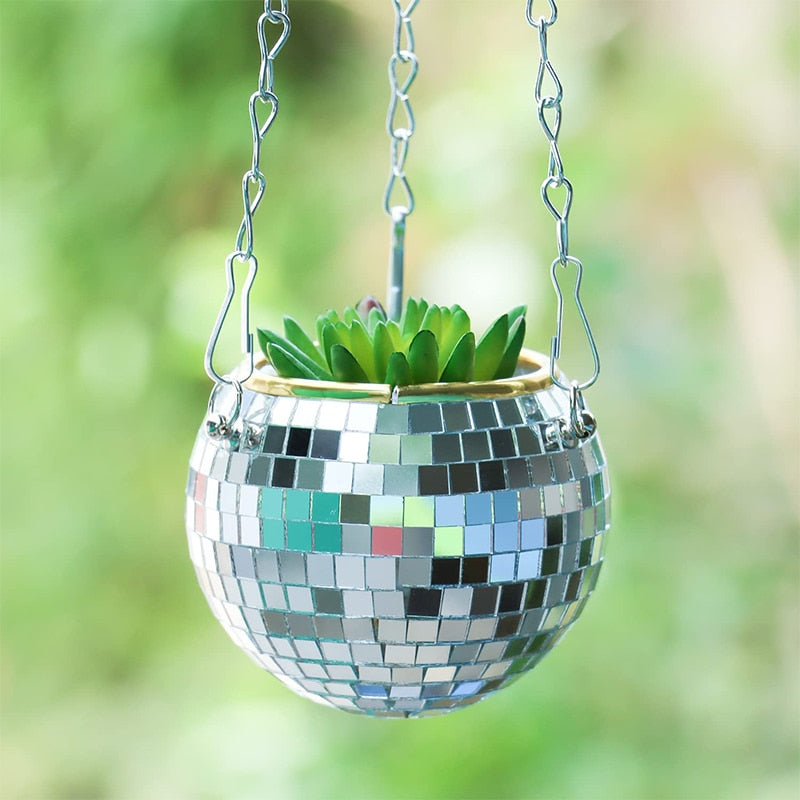 Disco Ball Pflanze