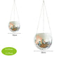 Disco Ball Pflanze