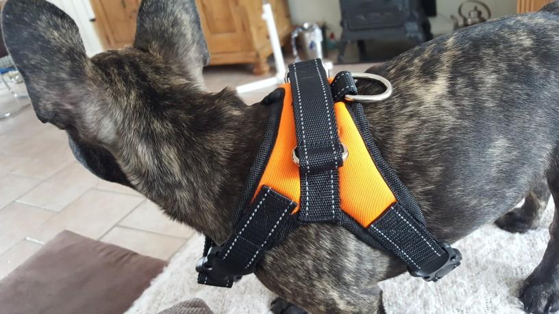 Frendorf | Hundeweste Harness