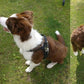 Frendorf | Hundeweste Harness