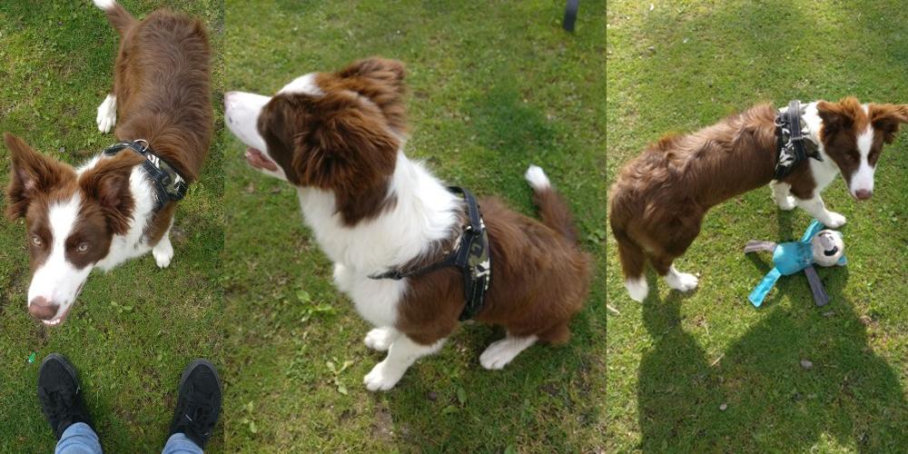 Frendorf | Hundeweste Harness