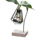 Frendorf | Kreative Miniatur Katze Form Pflanze Vase