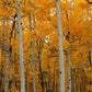 Frendorf | Quaking Aspens Dixie National Forest UT Wandkunst